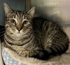 adoptable Cat in myrtle beach, SC named George