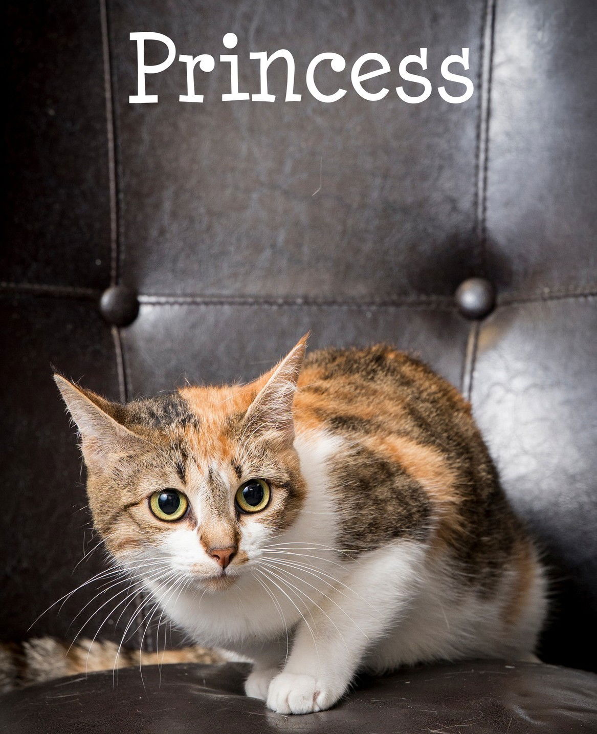adoptable Cat in North Myrtle Beach, SC named Princess