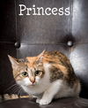 adoptable Cat in  named Princess