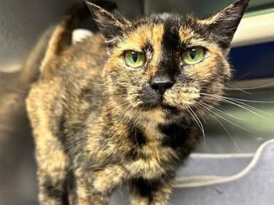 adoptable Cat in North Myrtle Beach, SC named Macallan