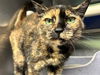 adoptable Cat in  named Macallan