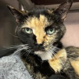 adoptable Cat in North Myrtle Beach, SC named Raleigh
