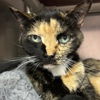 adoptable Cat in north myrtle beach, SC named Raleigh