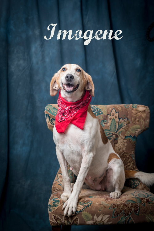 picture of the dog needing adoption