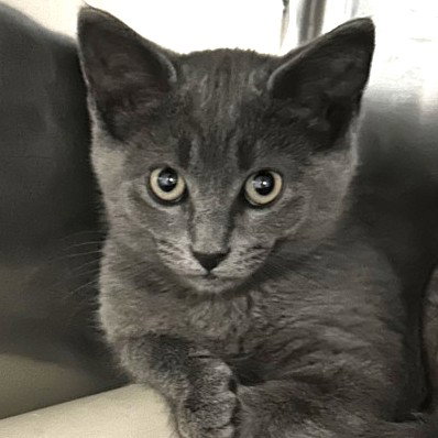 Chulo, an adoptable Domestic Short Hair in North Myrtle Beach, SC