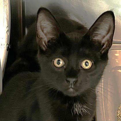Germany, an adoptable Domestic Short Hair in North Myrtle Beach, SC