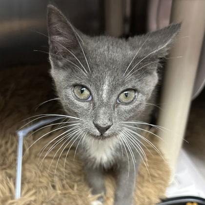 adoptable Cat in North Myrtle Beach, SC named Lily