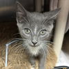 adoptable Cat in myrtle beach, SC named Lily