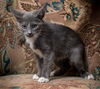 adoptable Cat in North Myrtle Beach, SC named Lily