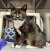 adoptable Cat in myrtle beach, SC named Hector
