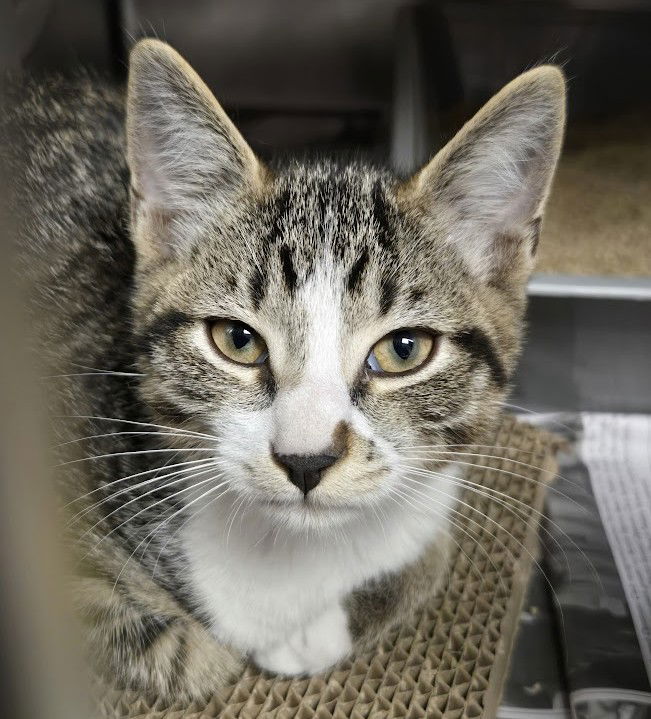 adoptable Cat in North Myrtle Beach, SC named Blake