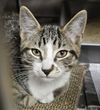 adoptable Cat in myrtle beach, SC named Blake