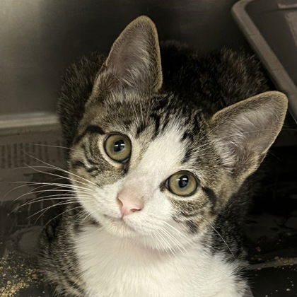 adoptable Cat in North Myrtle Beach, SC named Miranda