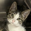 adoptable Cat in myrtle beach, SC named Miranda