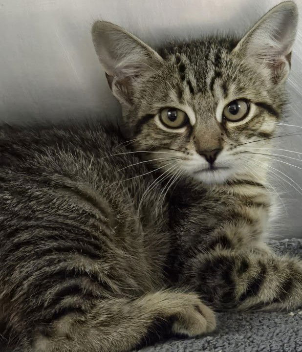 adoptable Cat in North Myrtle Beach, SC named Butter