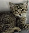 adoptable Cat in myrtle beach, SC named Butter