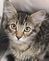 adoptable Cat in north myrtle beach, SC named Peanut
