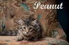 adoptable Cat in , SC named Peanut