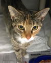 adoptable Cat in  named Pippi