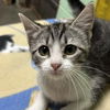 adoptable Cat in north myrtle beach, SC named Tina