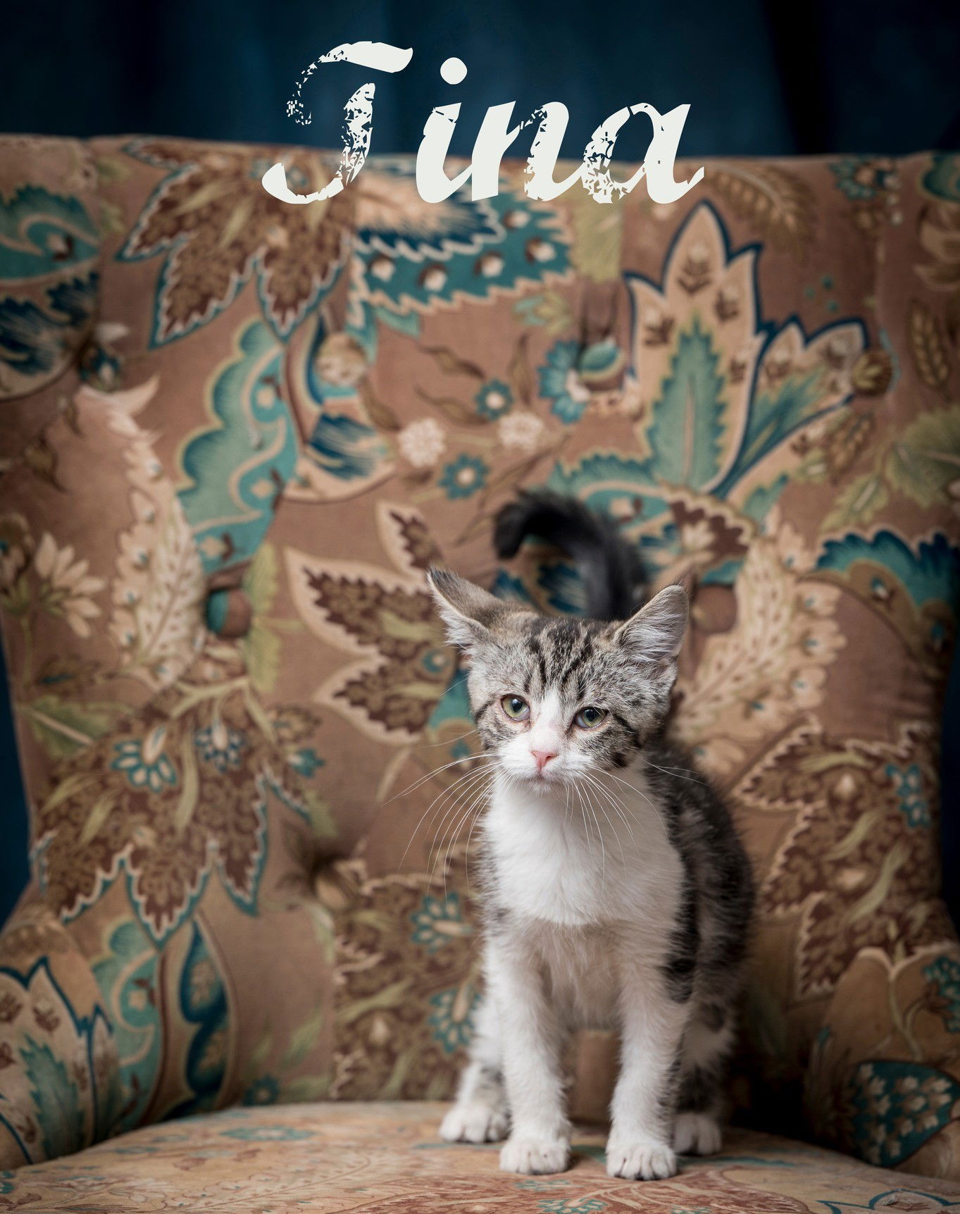 adoptable Cat in North Myrtle Beach, SC named Tina