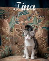 adoptable Cat in , SC named Tina