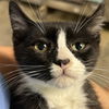 adoptable Cat in north myrtle beach, SC named Thai