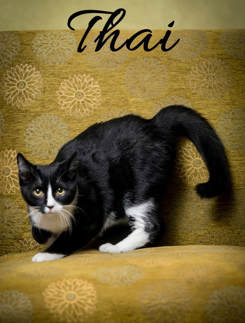 picture of the cat needing adoption