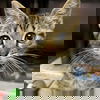 adoptable Cat in north myrtle beach, SC named Penelope