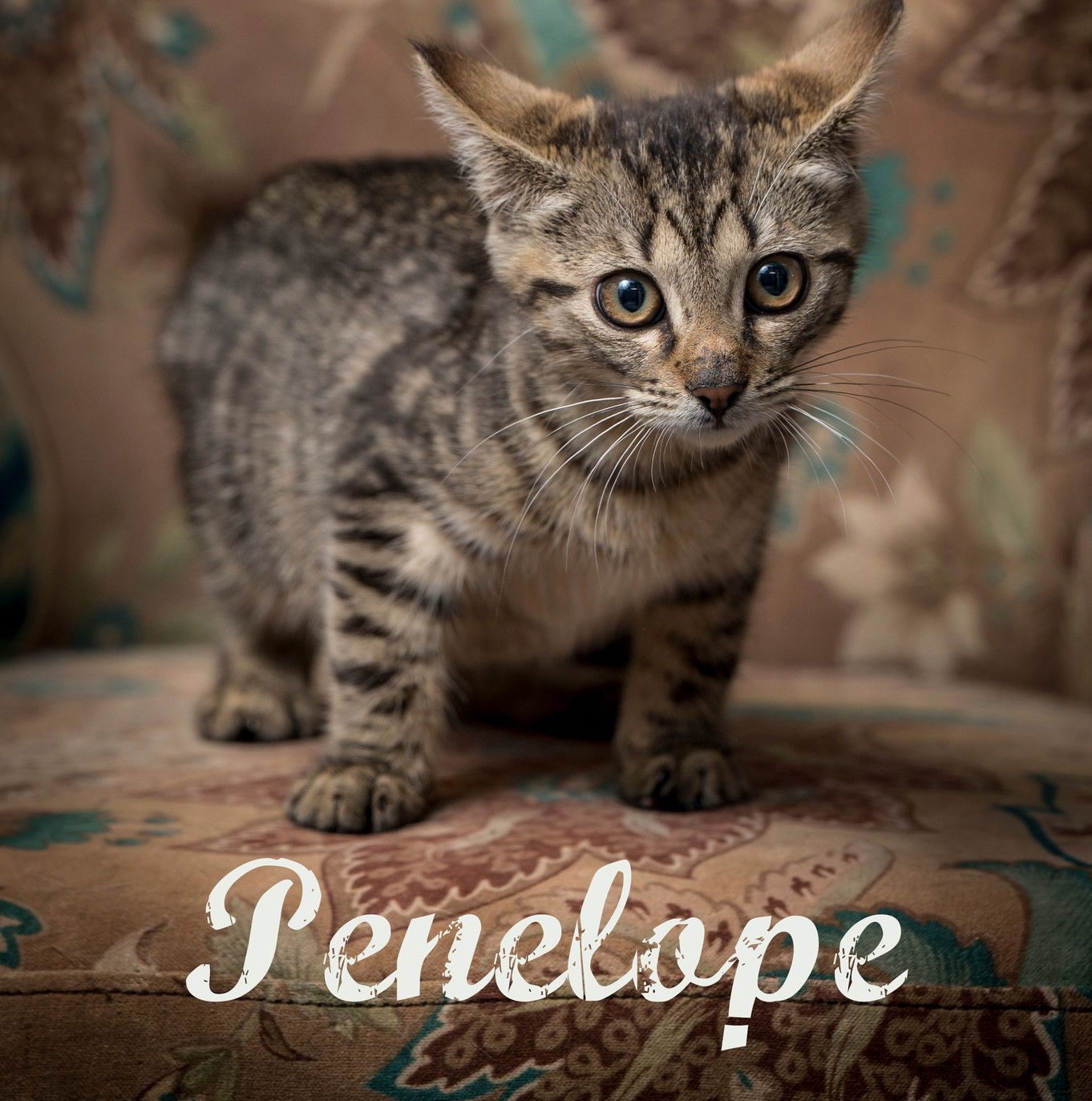 adoptable Cat in North Myrtle Beach, SC named Penelope