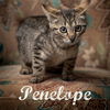 adoptable Cat in , SC named Penelope