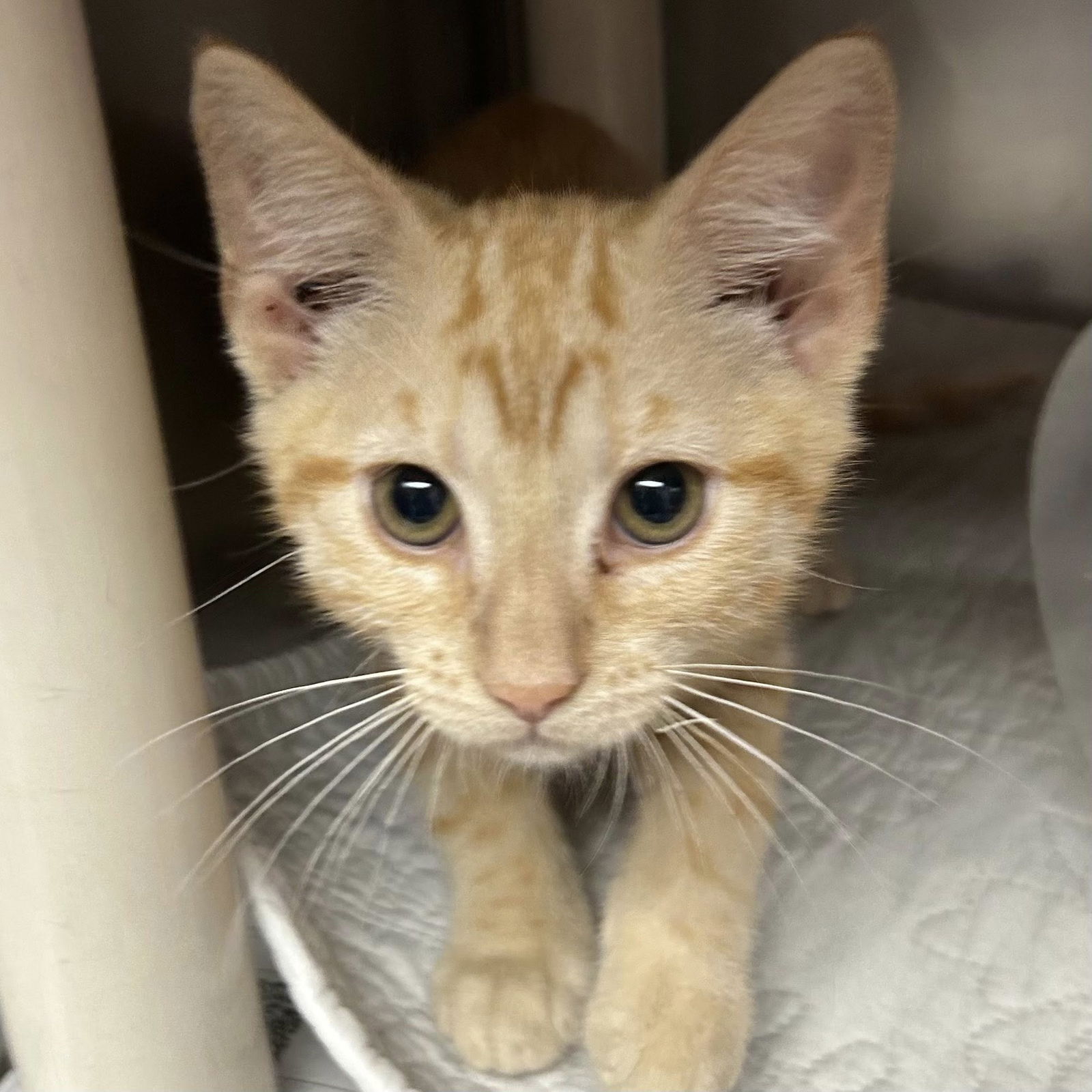 adoptable Cat in North Myrtle Beach, SC named Phineas