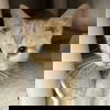 adoptable Cat in north myrtle beach, SC named Phineas