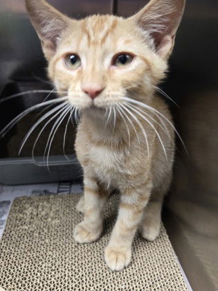 adoptable Cat in North Myrtle Beach, SC named Ferb