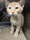 adoptable Cat in myrtle beach, SC named Ferb