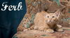 adoptable Cat in , SC named Ferb