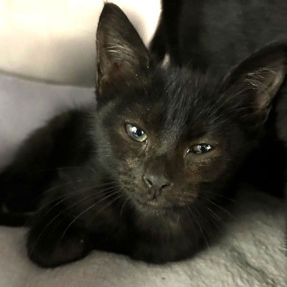 adoptable Cat in North Myrtle Beach, SC named Althea