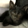 adoptable Cat in myrtle beach, SC named Althea