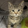 adoptable Cat in myrtle beach, SC named Little Darcy