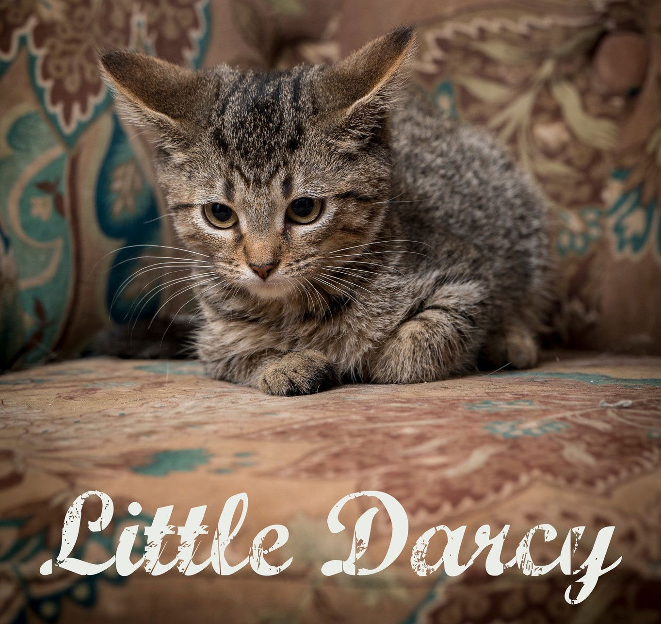 adoptable Cat in North Myrtle Beach, SC named Little Darcy