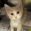 adoptable Cat in myrtle beach, SC named Little Davey