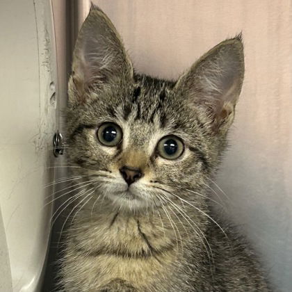 adoptable Cat in North Myrtle Beach, SC named Tom