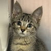 adoptable Cat in north myrtle beach, SC named Tom