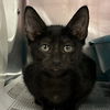 adoptable Cat in north myrtle beach, SC named Ripple