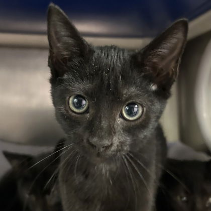 adoptable Cat in North Myrtle Beach, SC named Sugar Magnolia