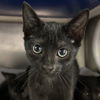 adoptable Cat in north myrtle beach, SC named Sugar Magnolia