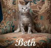 adoptable Cat in  named Beth