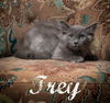 adoptable Cat in  named Trey