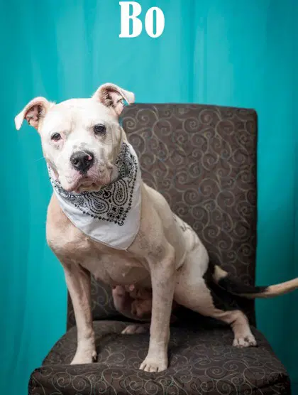 Bo - Pit Bull Terrier