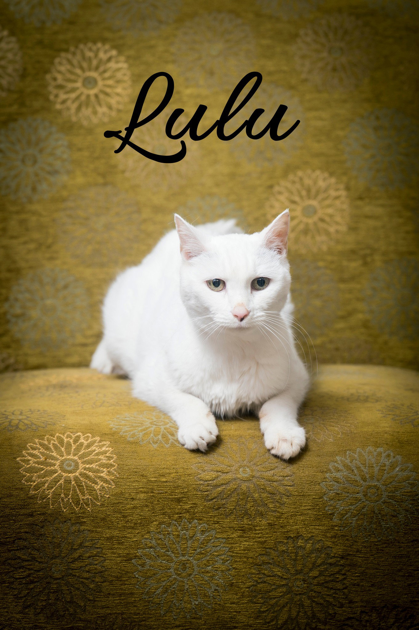 Lulu